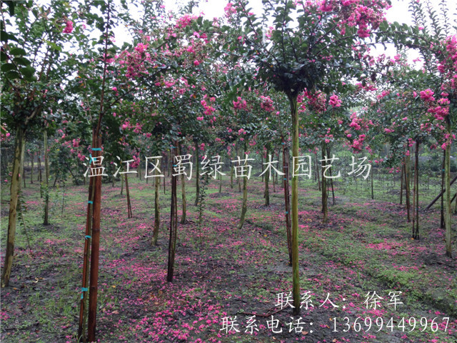 四川红花紫薇 红花紫薇 四川红花紫薇 红花紫薇