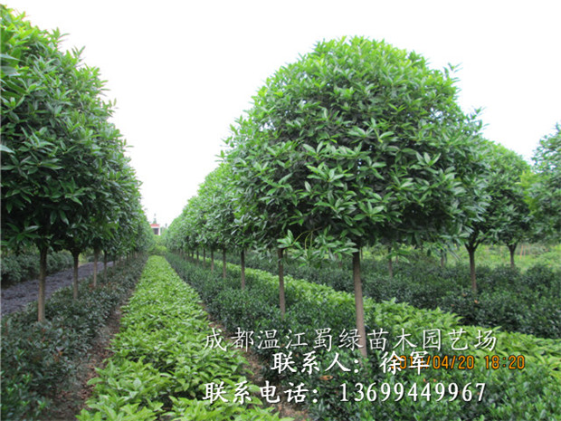 高杆桂花 - 成都温江蜀绿苗木园艺场(新河园林) 四川