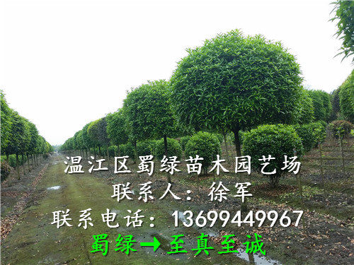 成都高杆桂花 成都桂花 成都高杆桂花 成都桂花