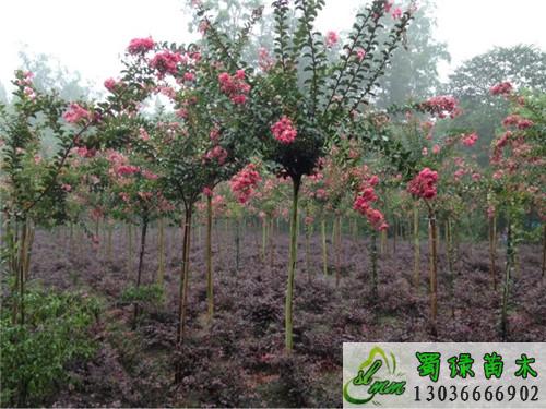 红花紫薇 成都紫薇 红花紫薇 成都紫薇