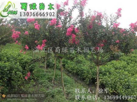 四川大红紫薇 四川大红紫薇