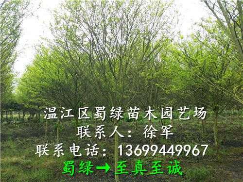 成都紫薇 成都红花紫薇 成都紫薇 成都红花紫薇