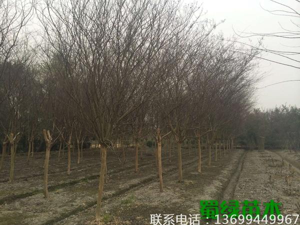 红花紫薇,四川紫薇,紫薇批发 红花紫薇,四川紫薇,紫薇批发