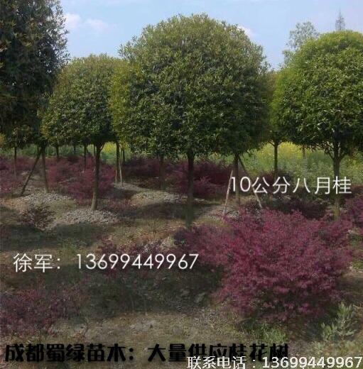 成都桂花 成都温江桂花基地 成都桂花 成都温江桂花基地